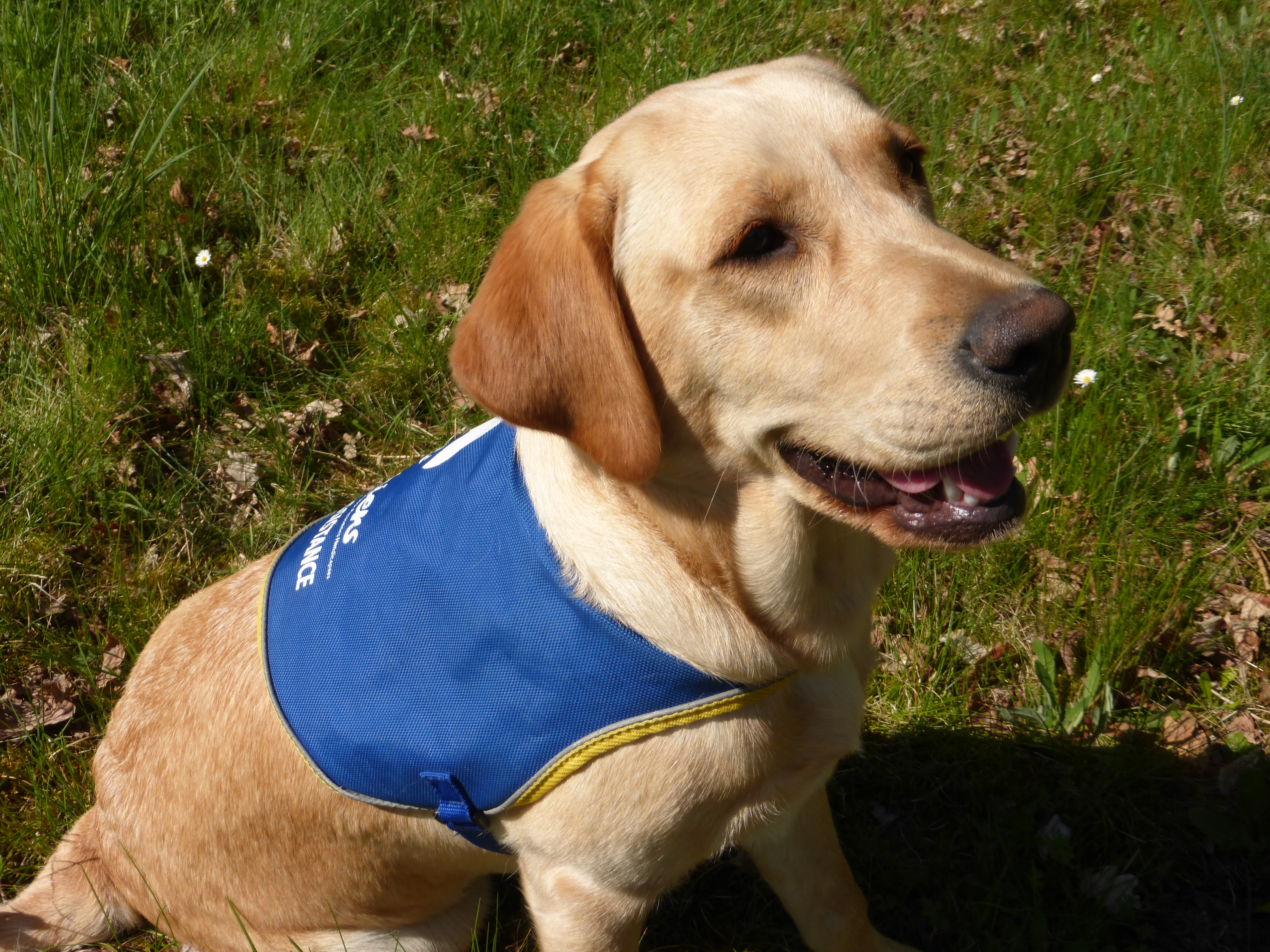 chien handicap vélo